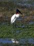 Day03 - 14 * Jabiru Stork